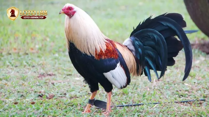 Hướng dẫn chơi đá gà Thomo