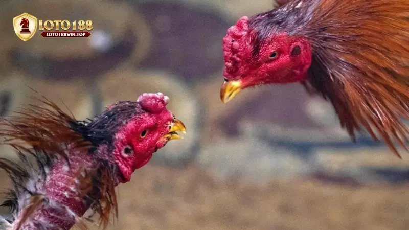 Cách chọn gà đá Thomo để giành chiến thắng
