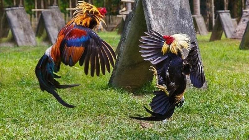 Luật đá gà cựa sắt